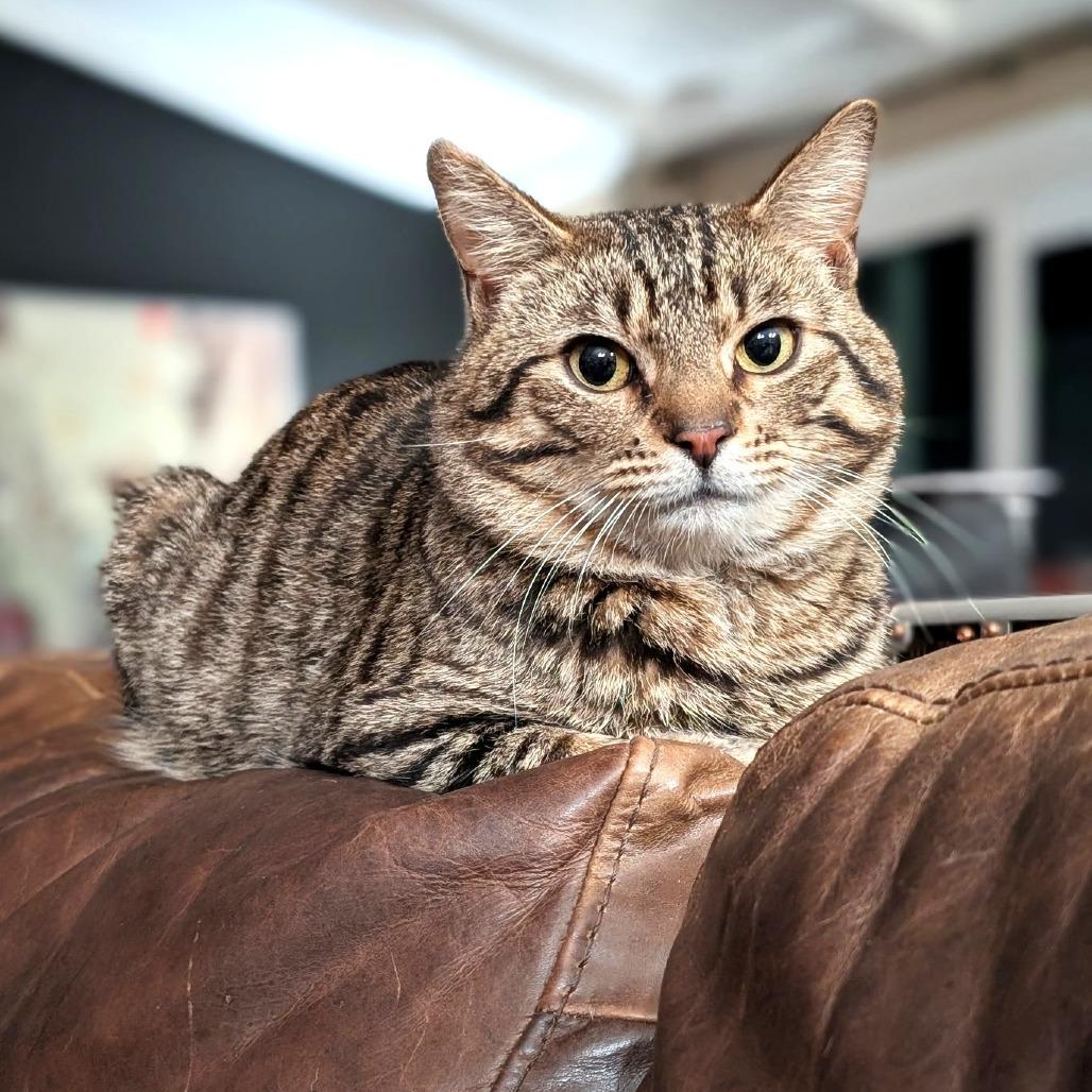Diego