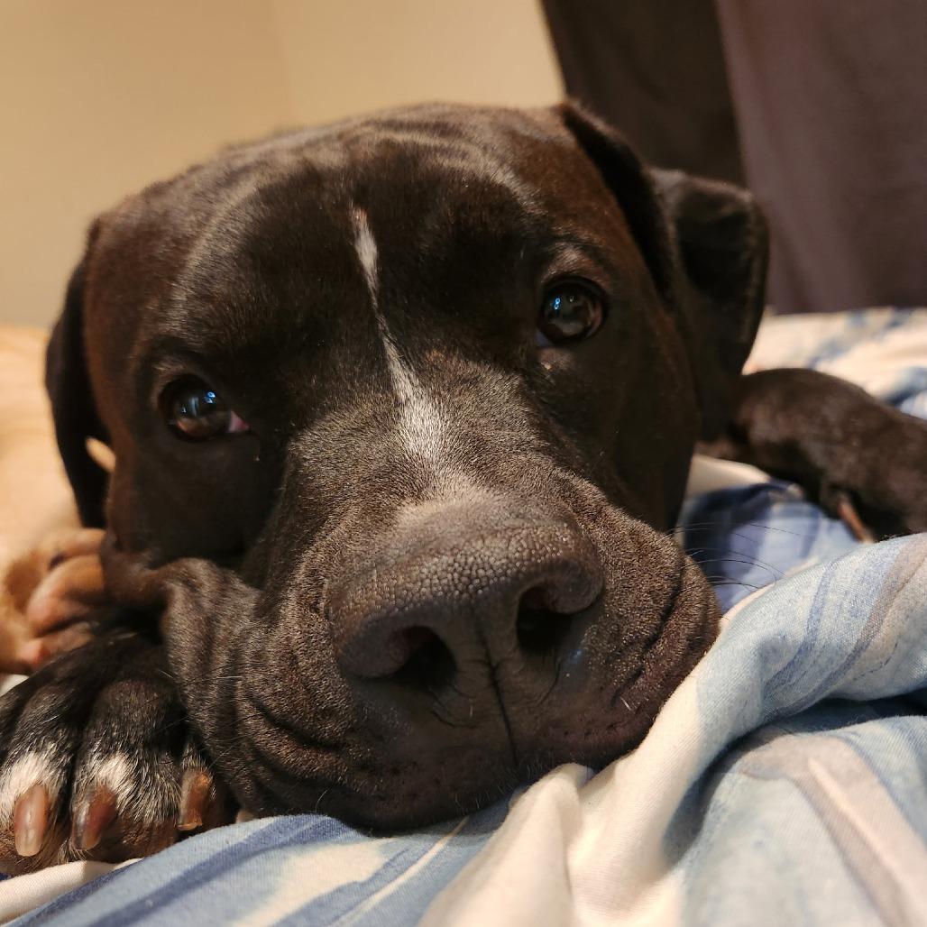 Gator (Hogan)-In Foster