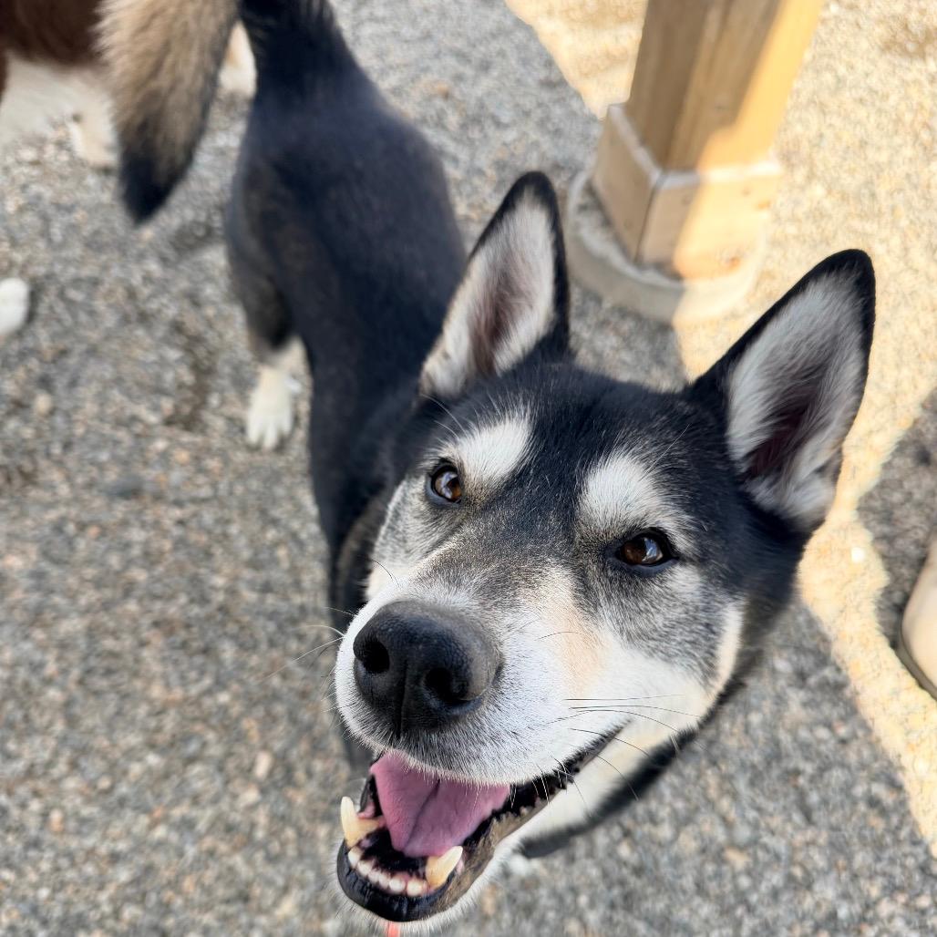 D.O.G