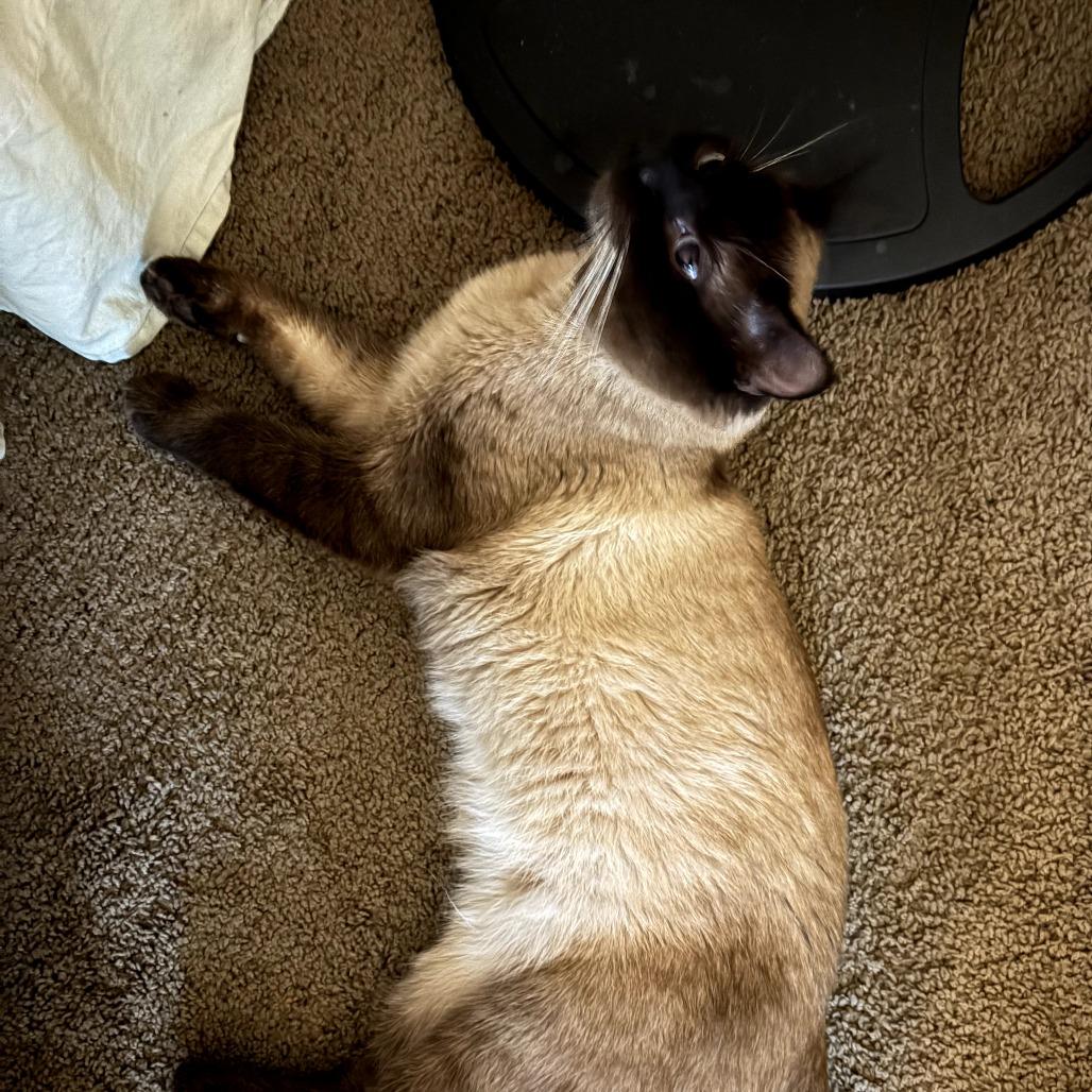 Oscar