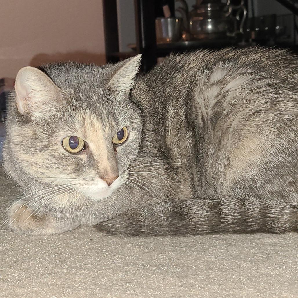 Gracie
