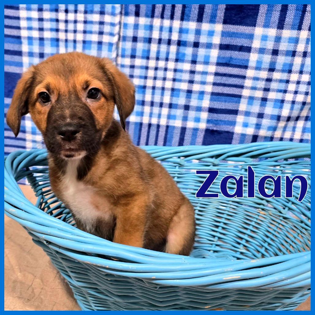 Zalan
