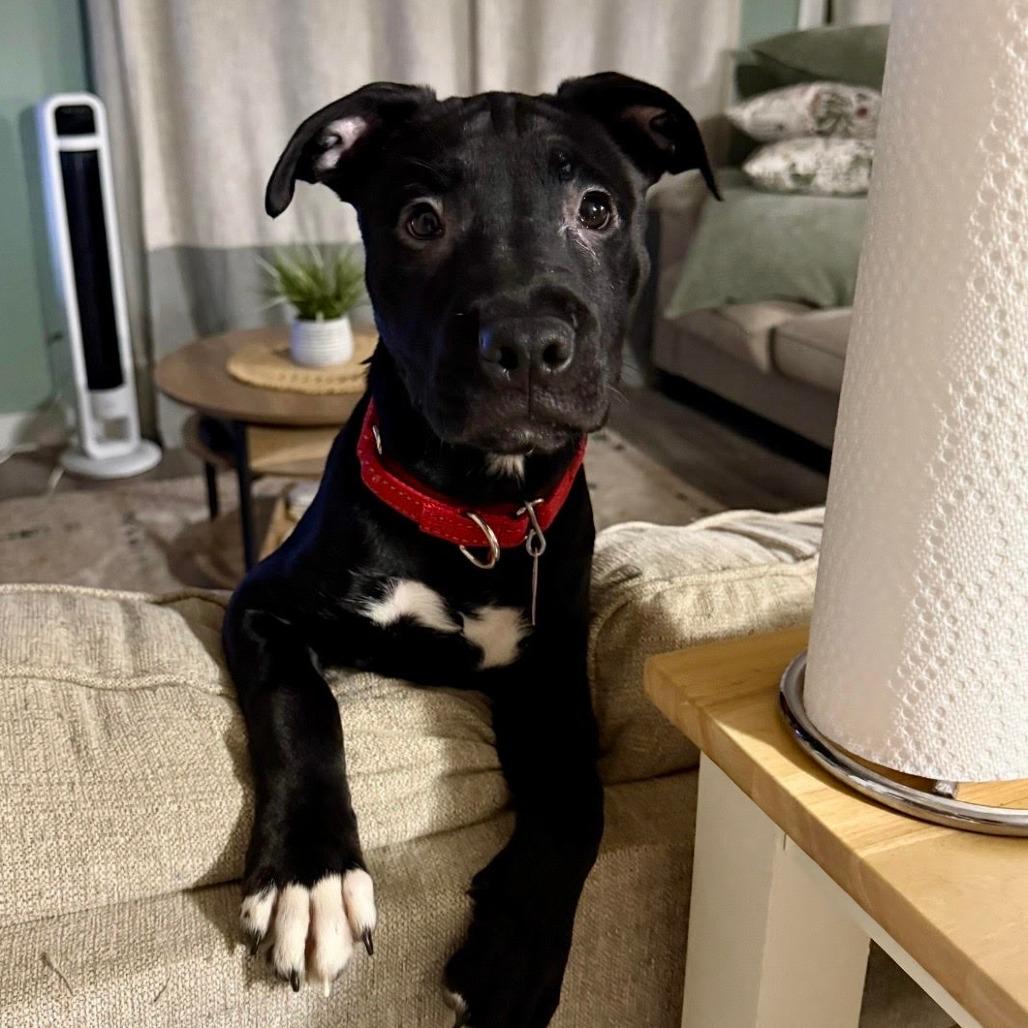 Leilani-In foster-$100 off 