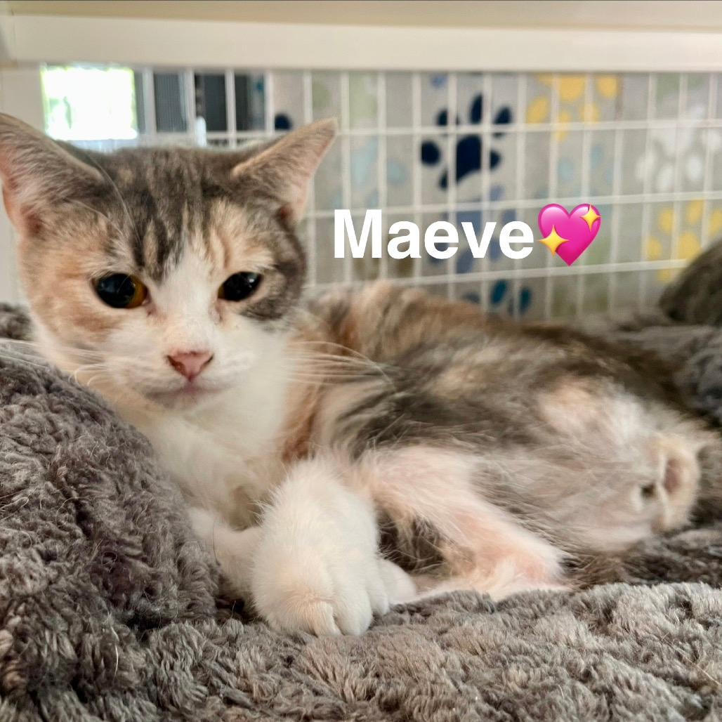 Maeve