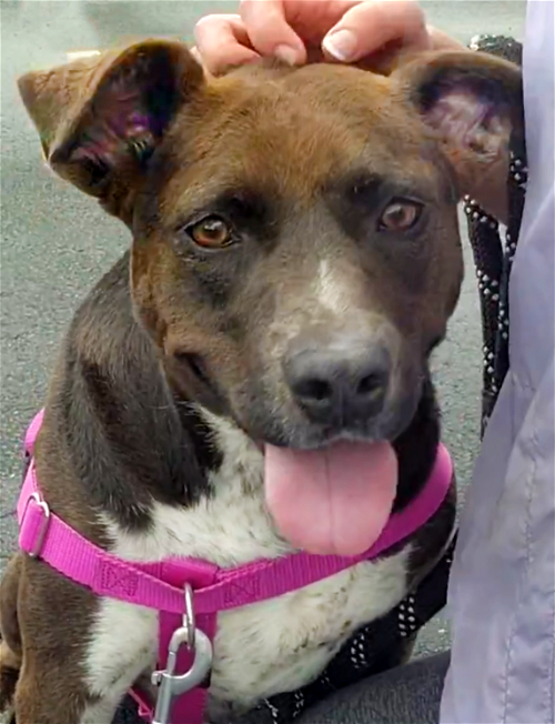 Adoptable Dogs & Puppies in Suffolk, VA