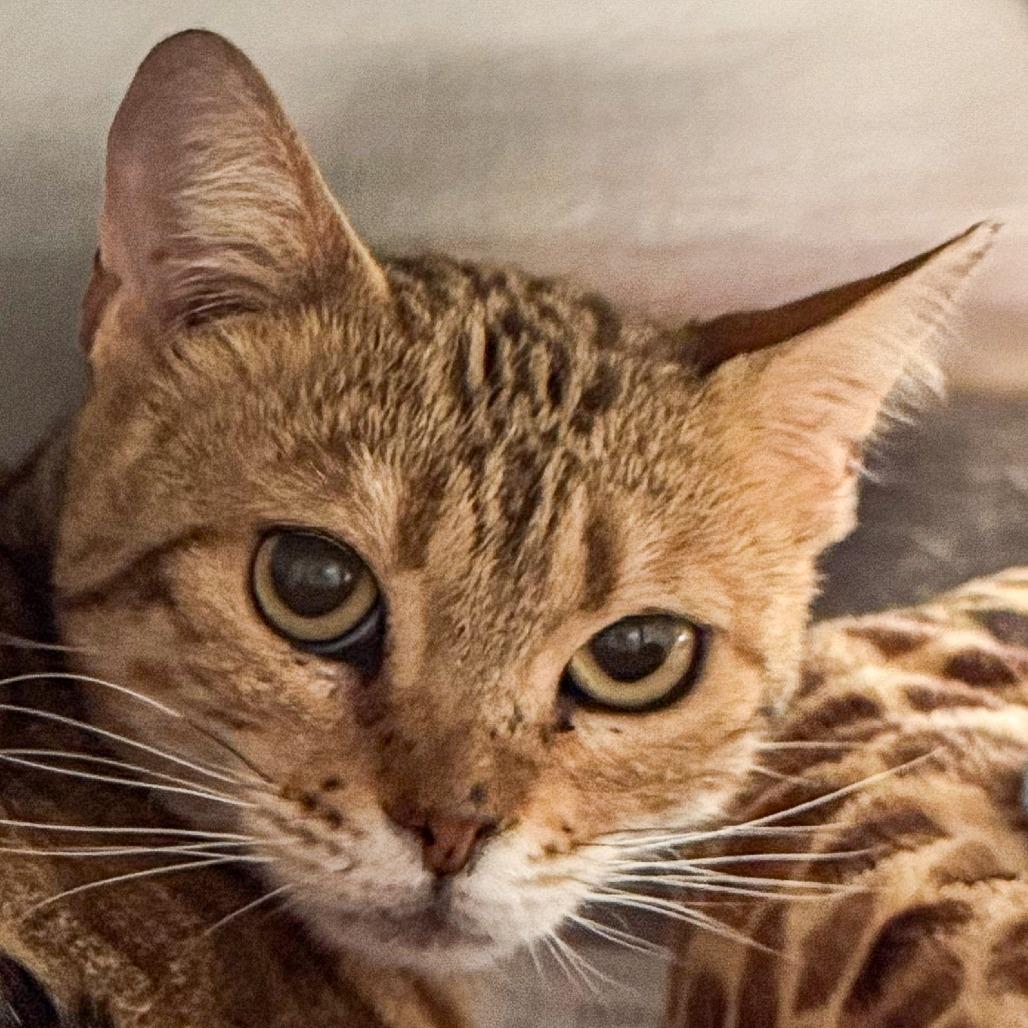 Maggie