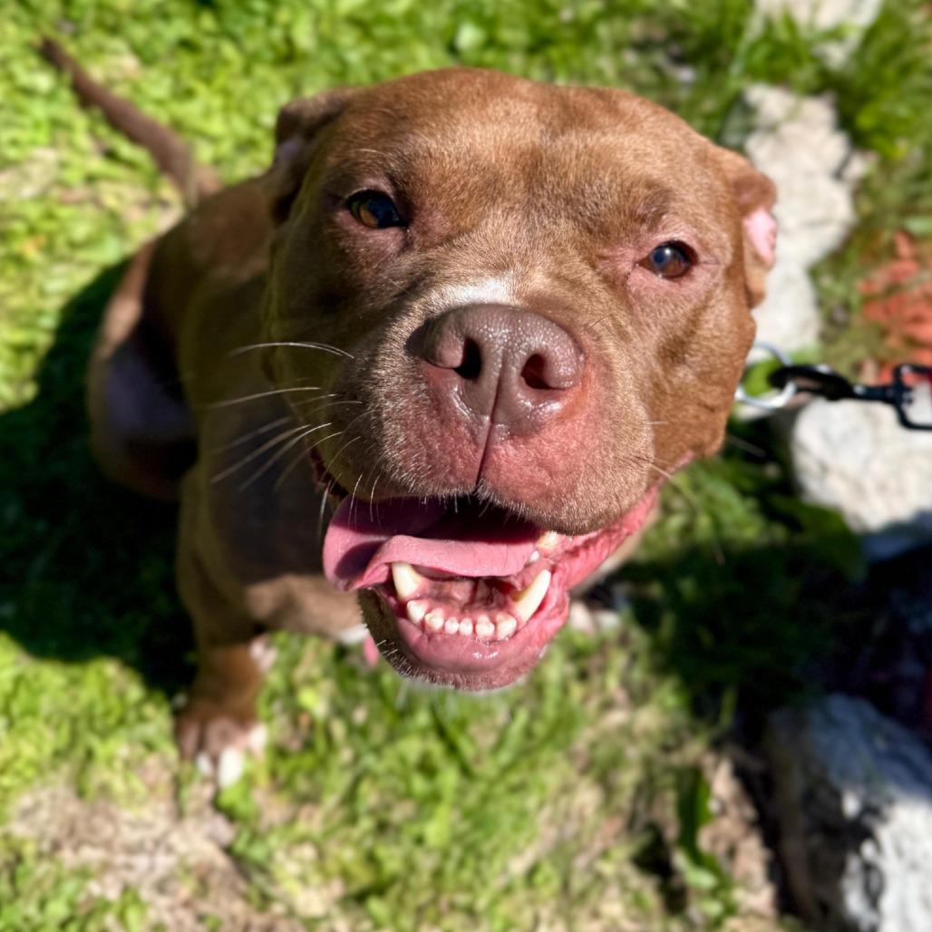 Cocoa