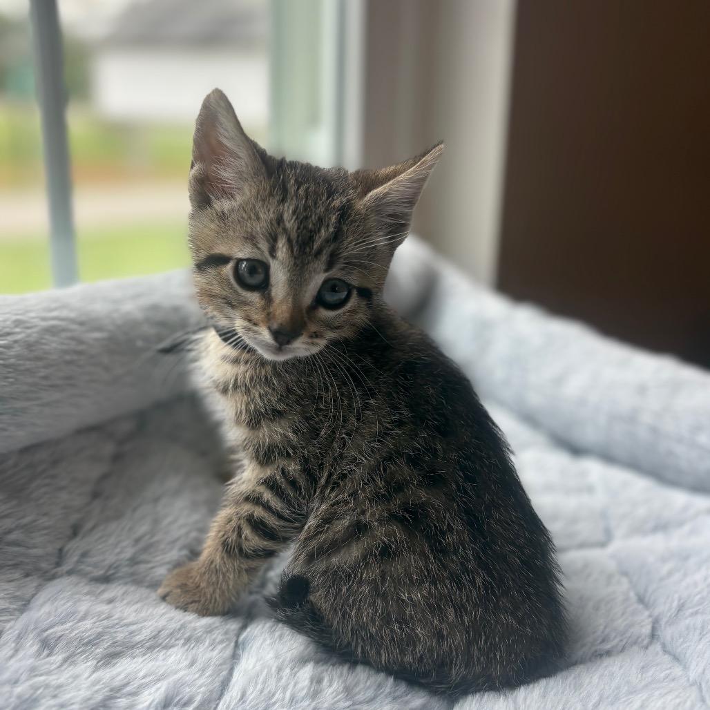 Tigger
