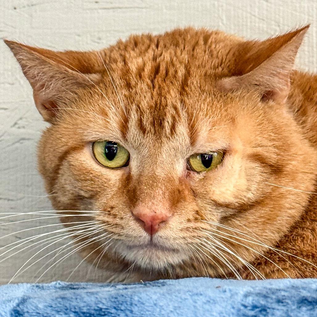 Dewey *Working Cat*