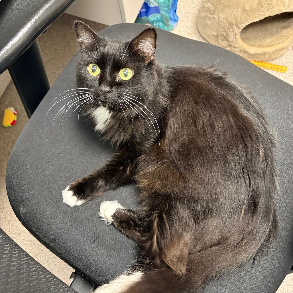 Tuxie