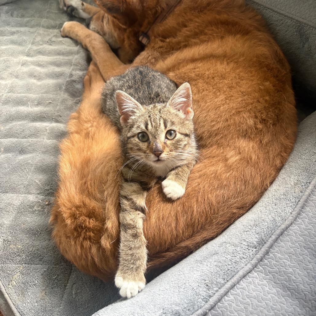 Sweetums Snugglepuff 