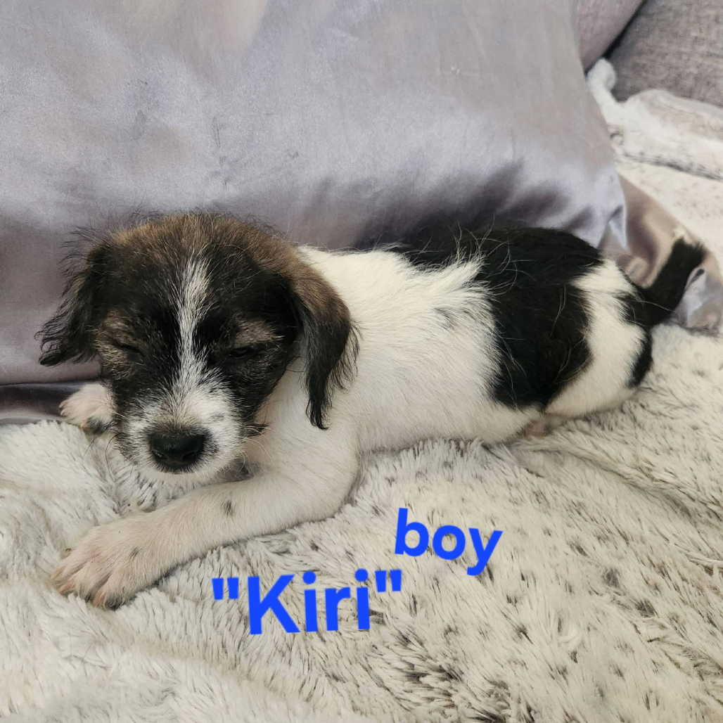 Kiri