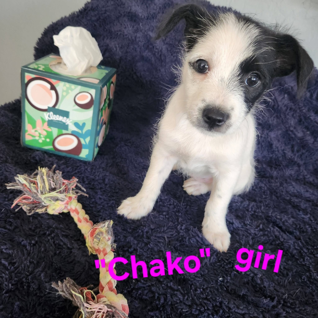 Chako