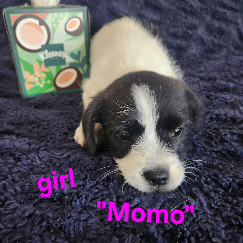 Momo