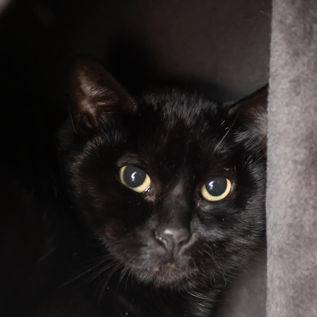 Zula