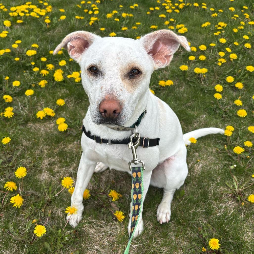 String Bean *in foster*