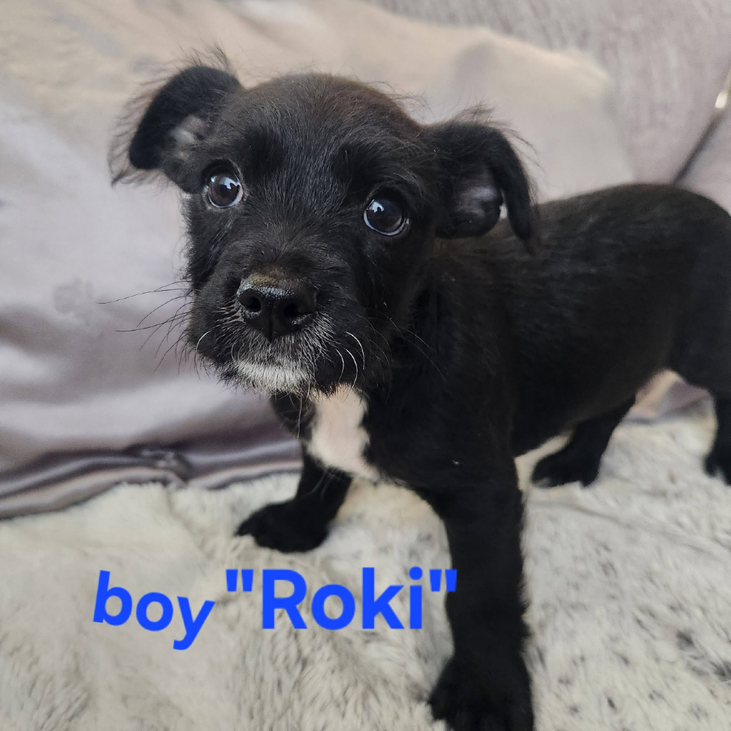 Roki