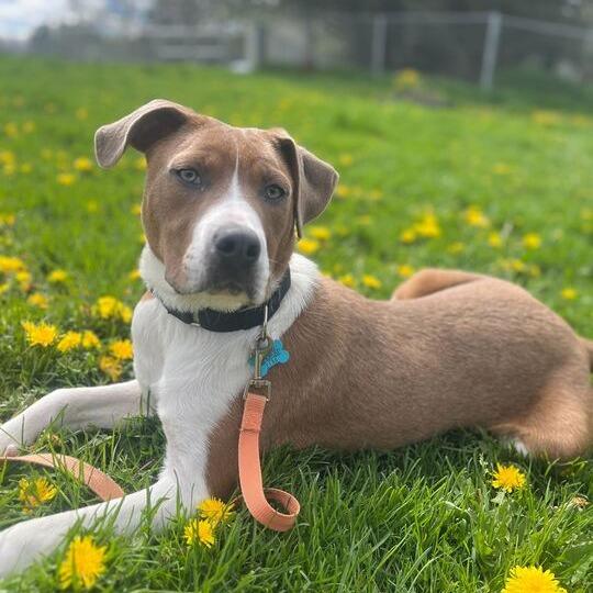 Skippy