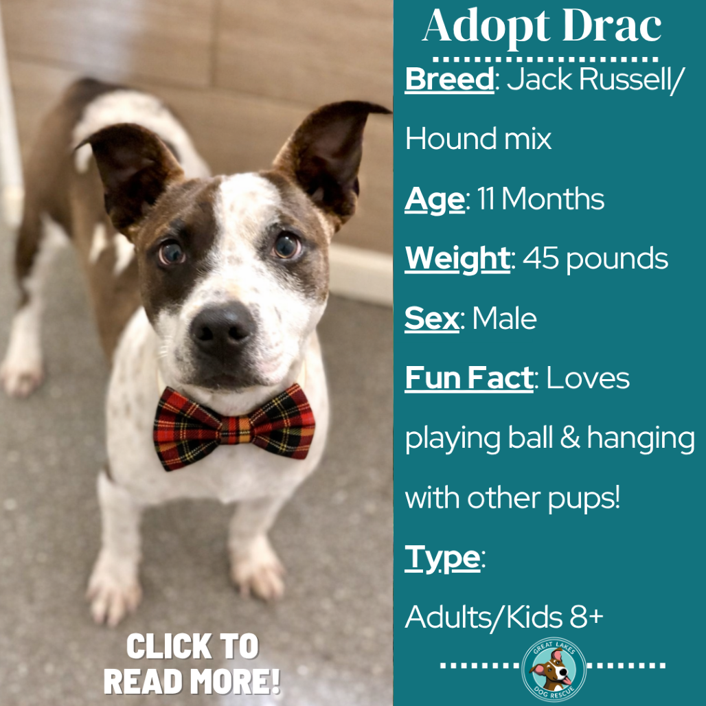 Drac