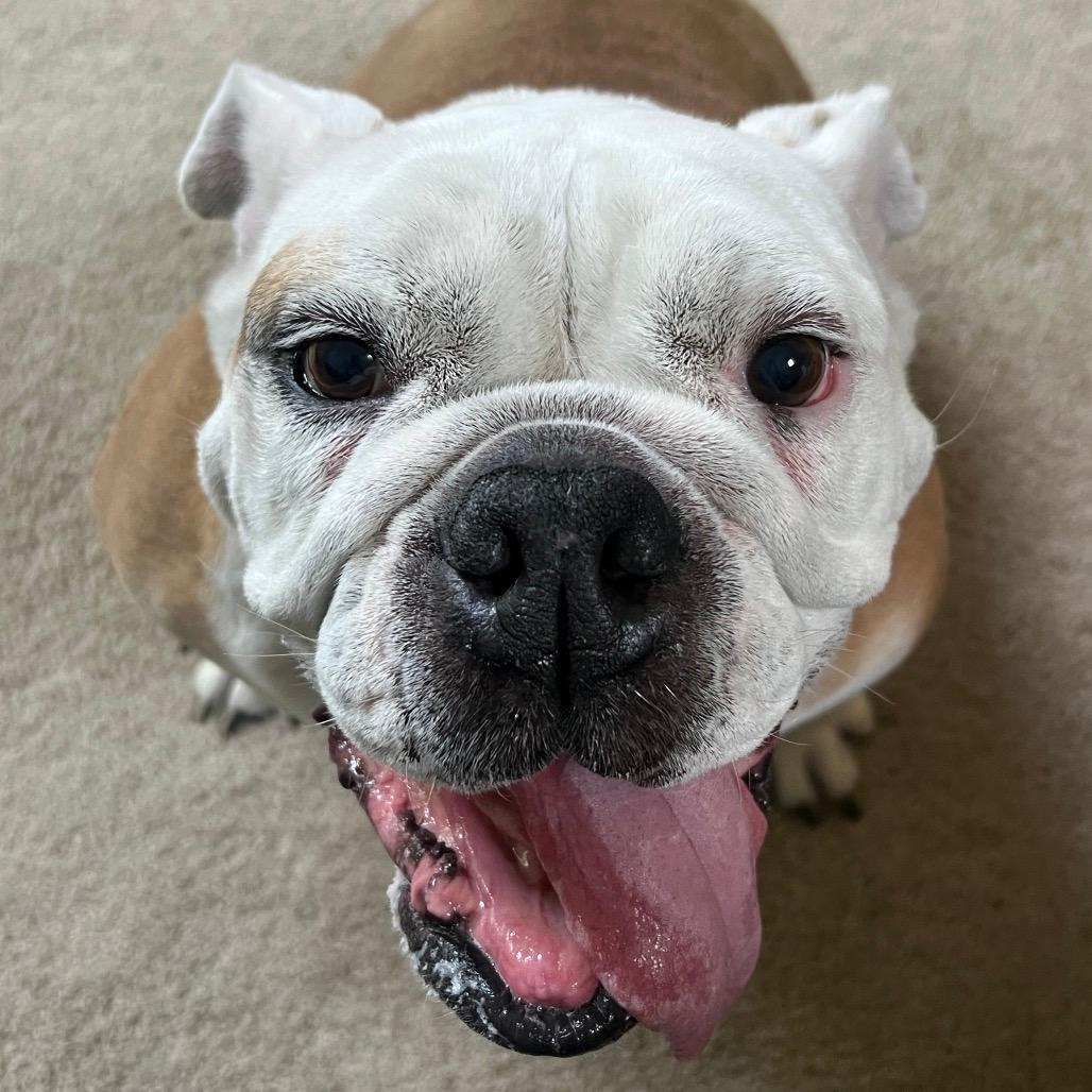 Lila