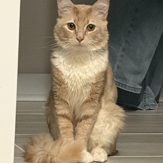 Alvin