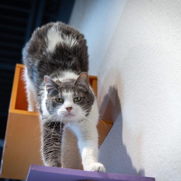 Felix