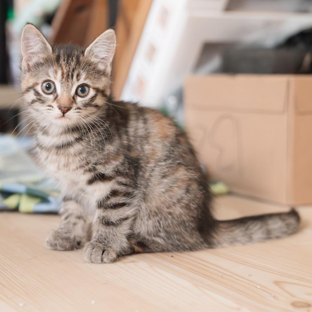 Frankie