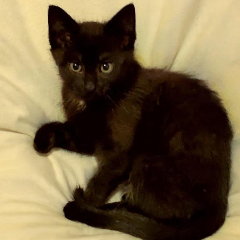 Berlioz