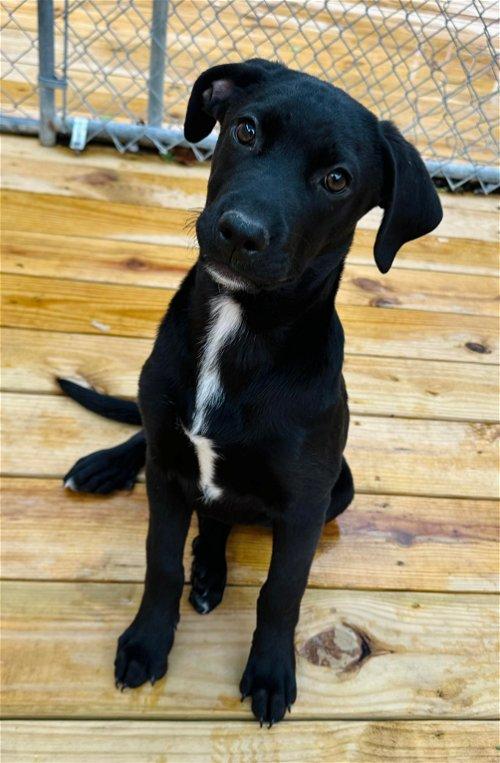 Adoptable Dogs & Puppies in Suffolk, VA