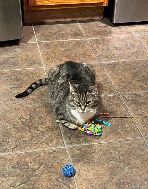 Adoptable Cats & Kittens in Rochester, NY