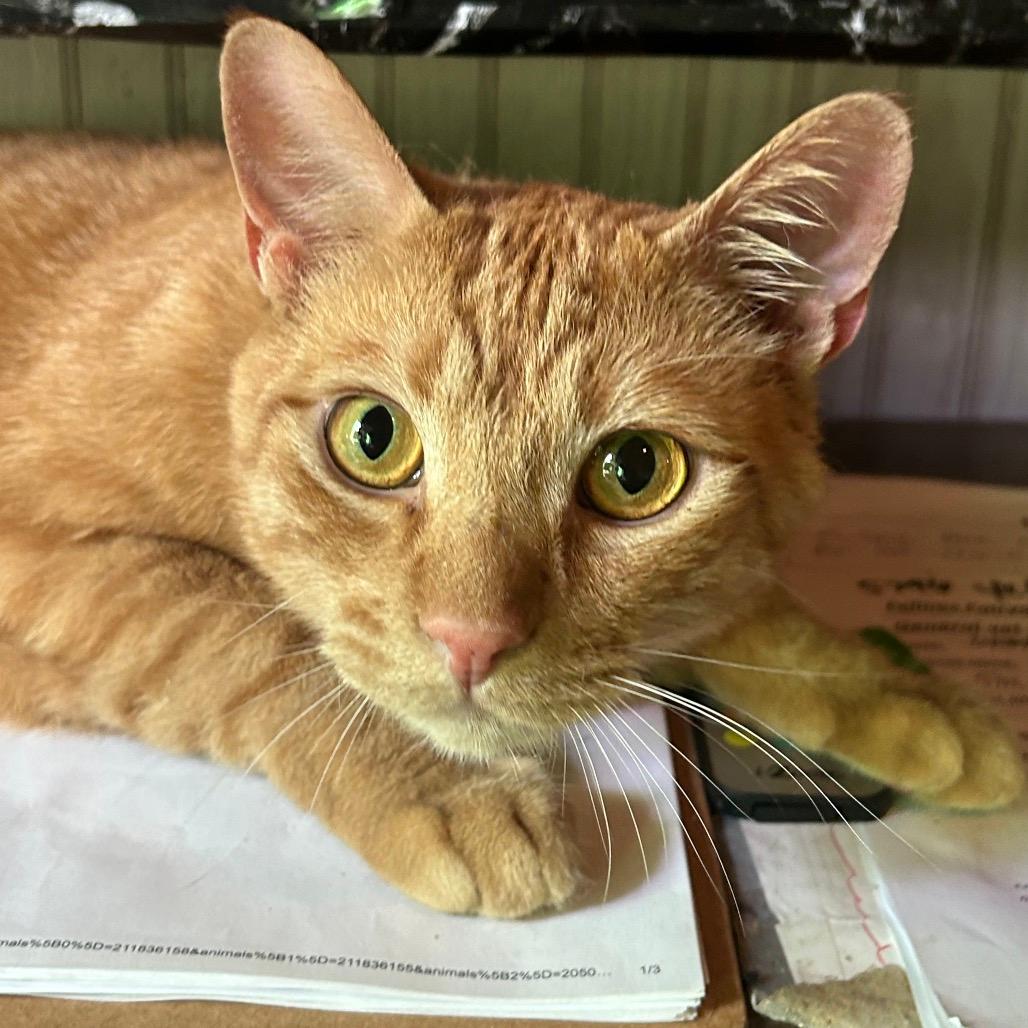 Ginger