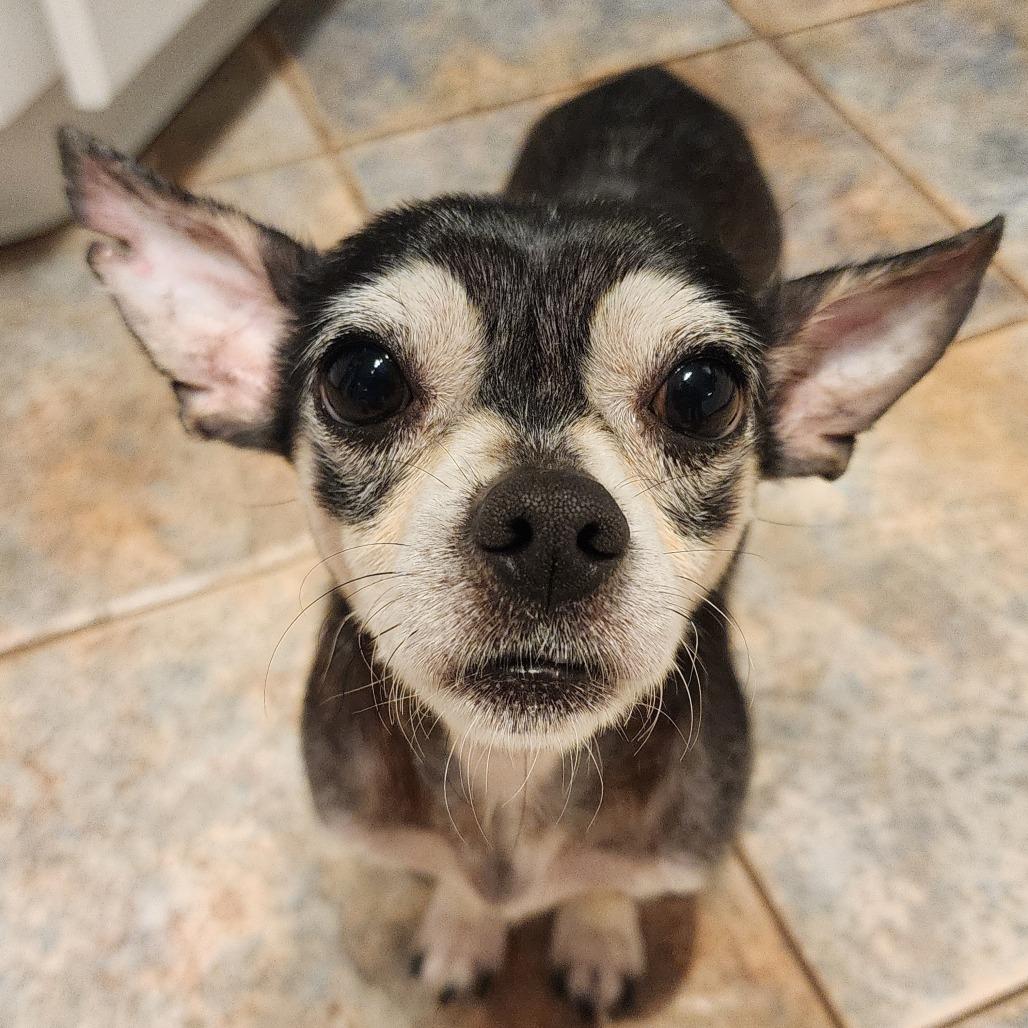 Raja