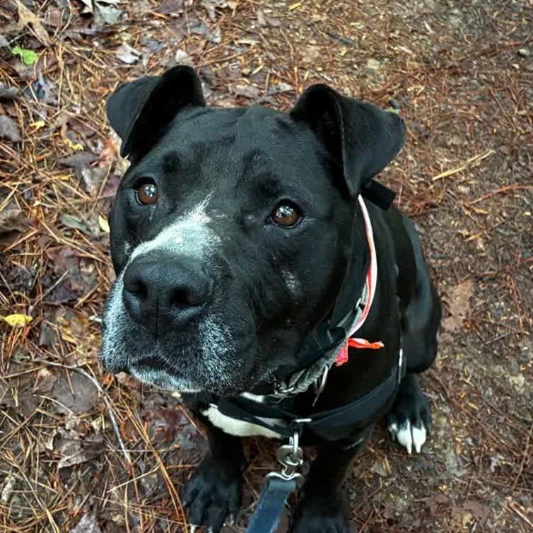 Beanie (Adoption Fee SPONSORED!)