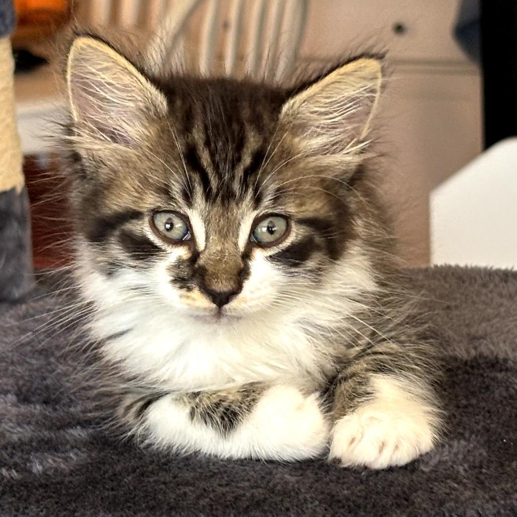 Tater Tot