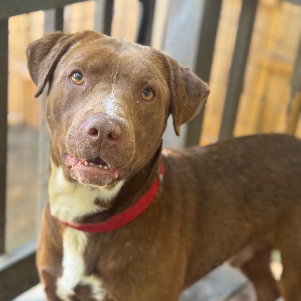 Teddy-Adoption Fee Sponsored!