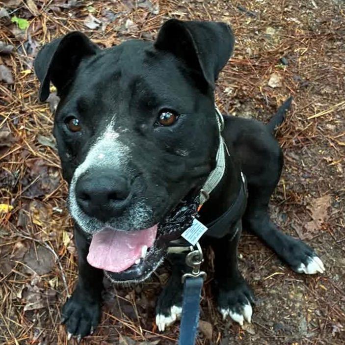 Beanie (Adoption Fee SPONSORED!)