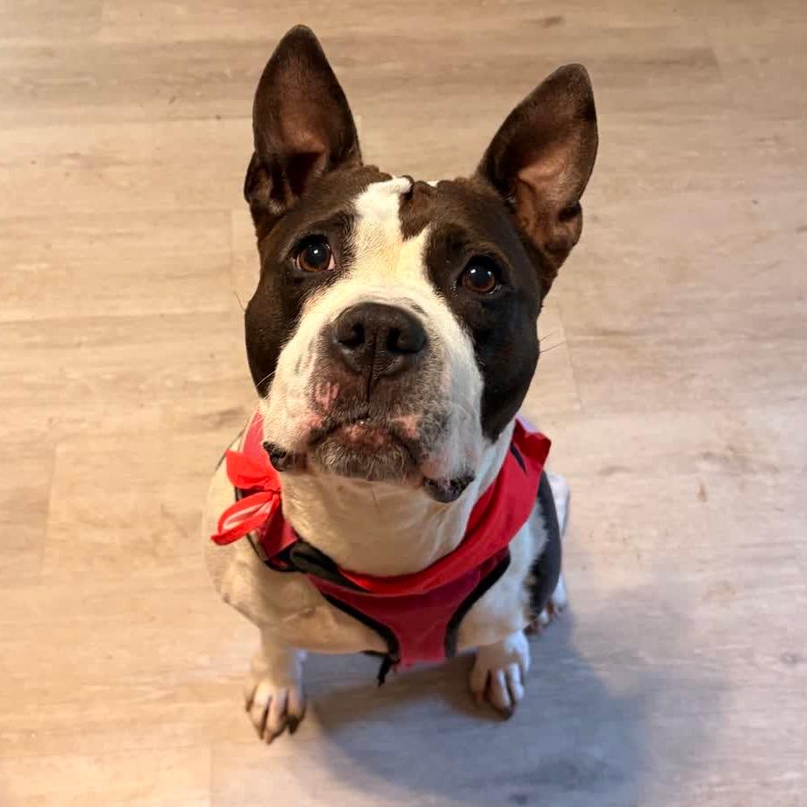Rosa (Adoption Fee SPONSORED!)