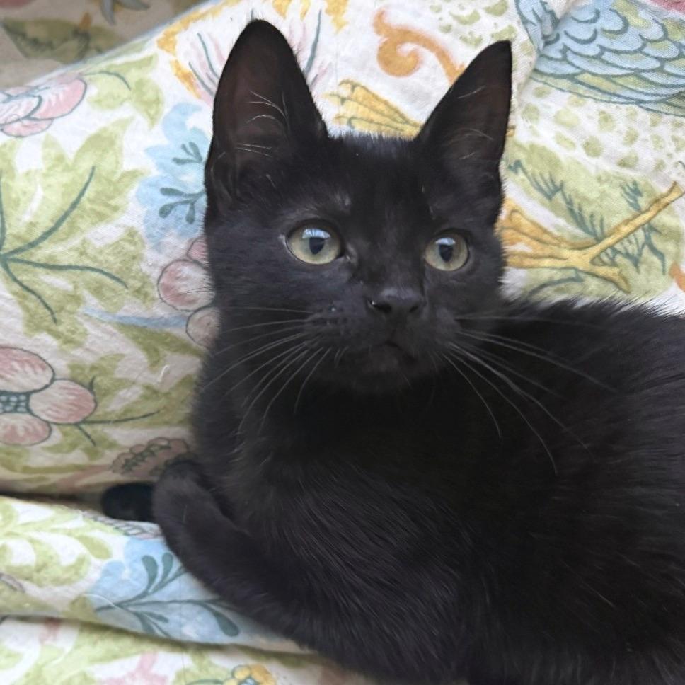 Carpurretor