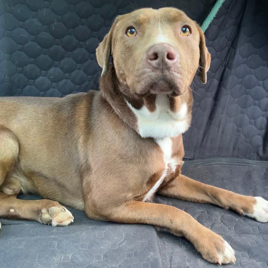 Teddy-Adoption Fee Sponsored!