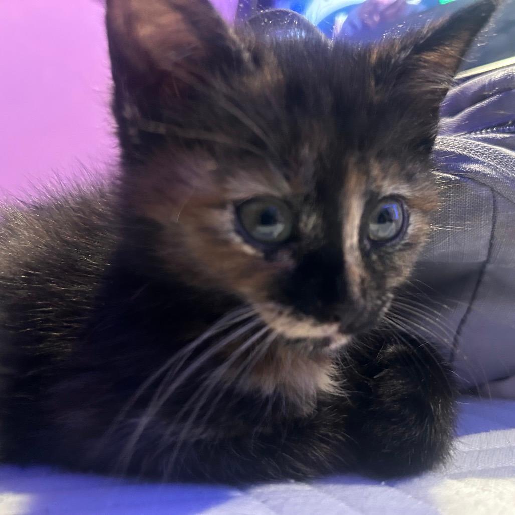 Punky Brewster