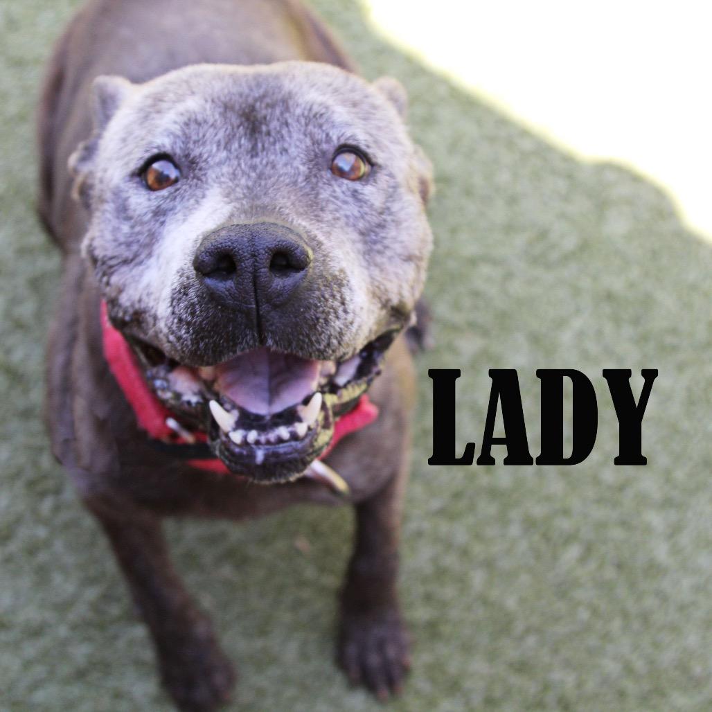 Lady