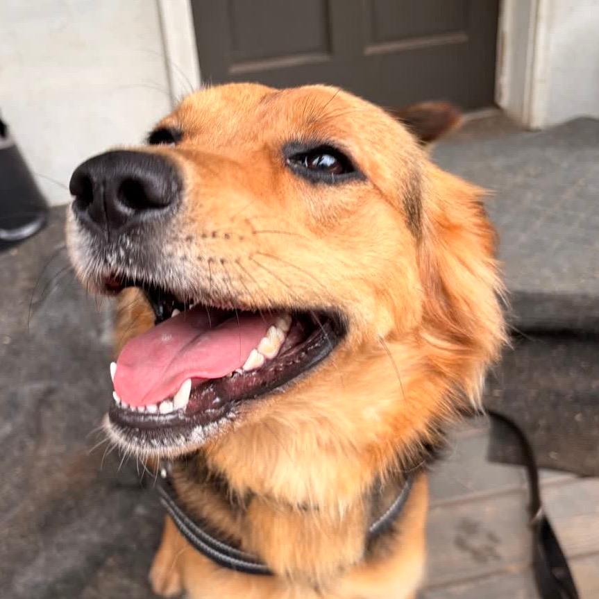 Miller (female)-In Foster