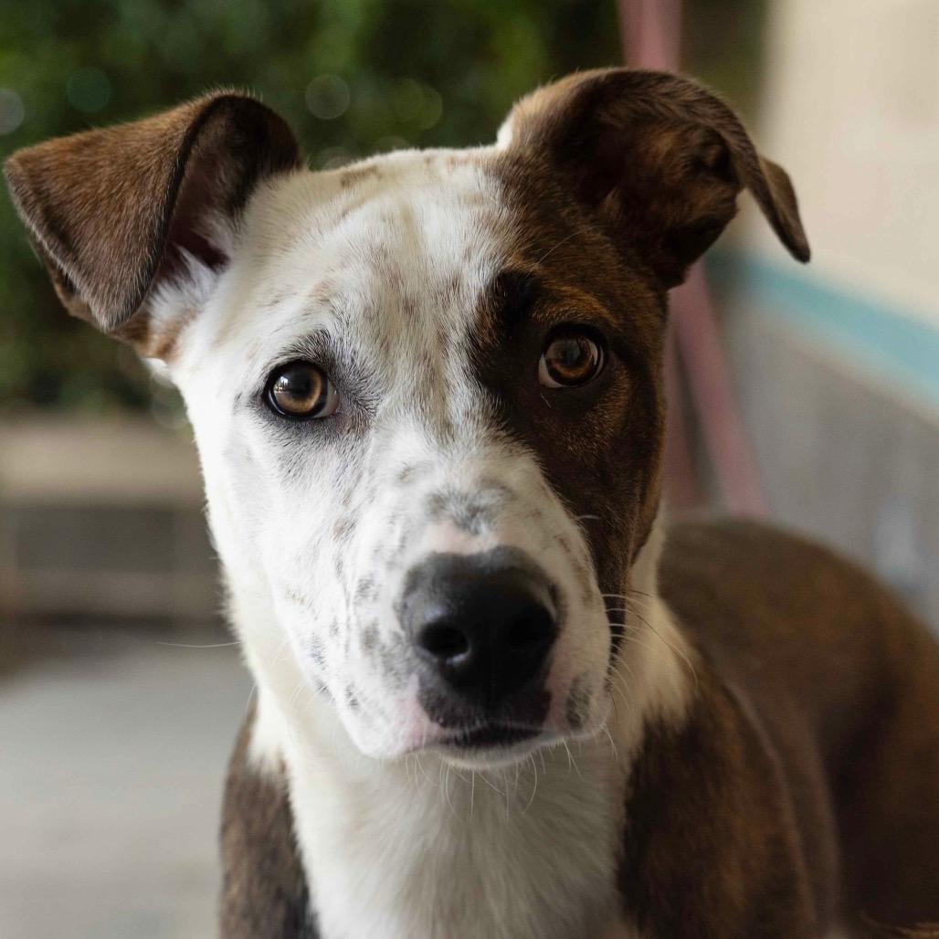 Meggy (puppy) - ECAS