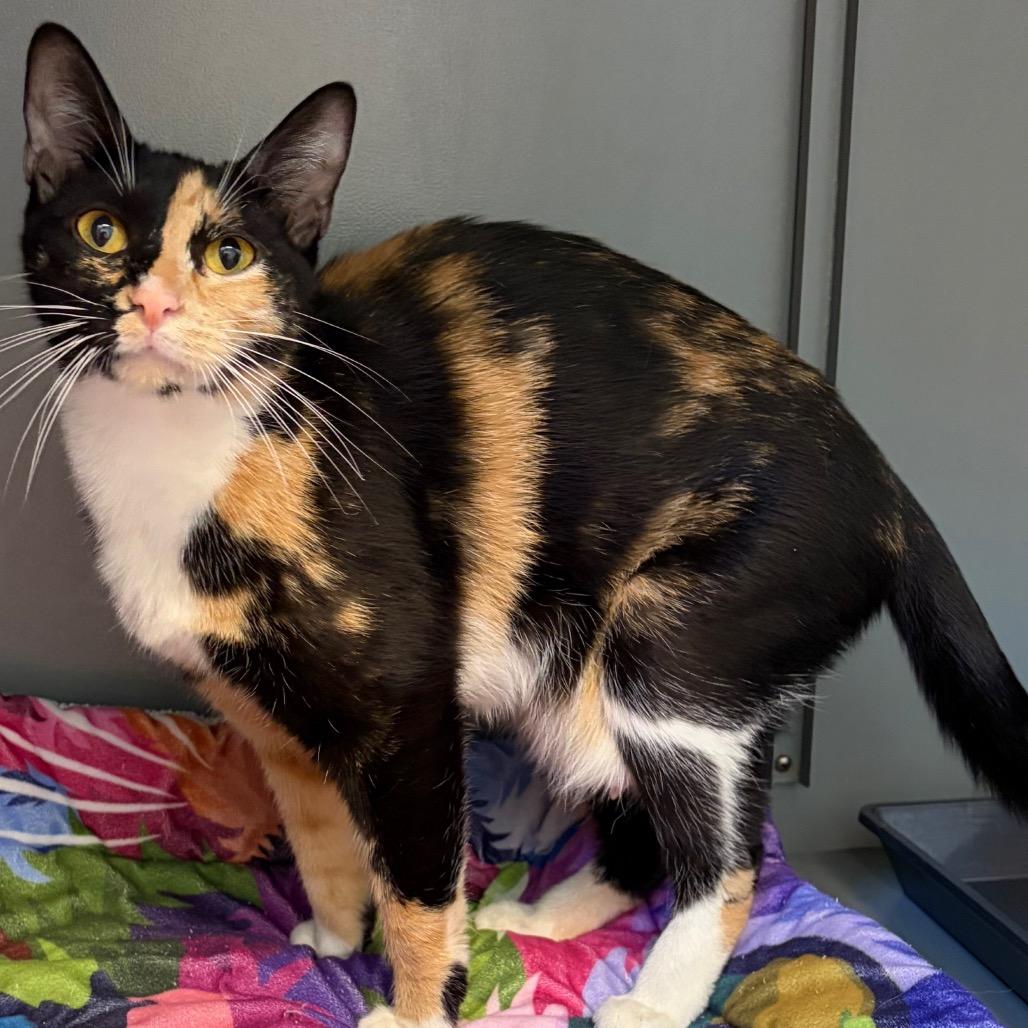Stray 05/06/26 A64711