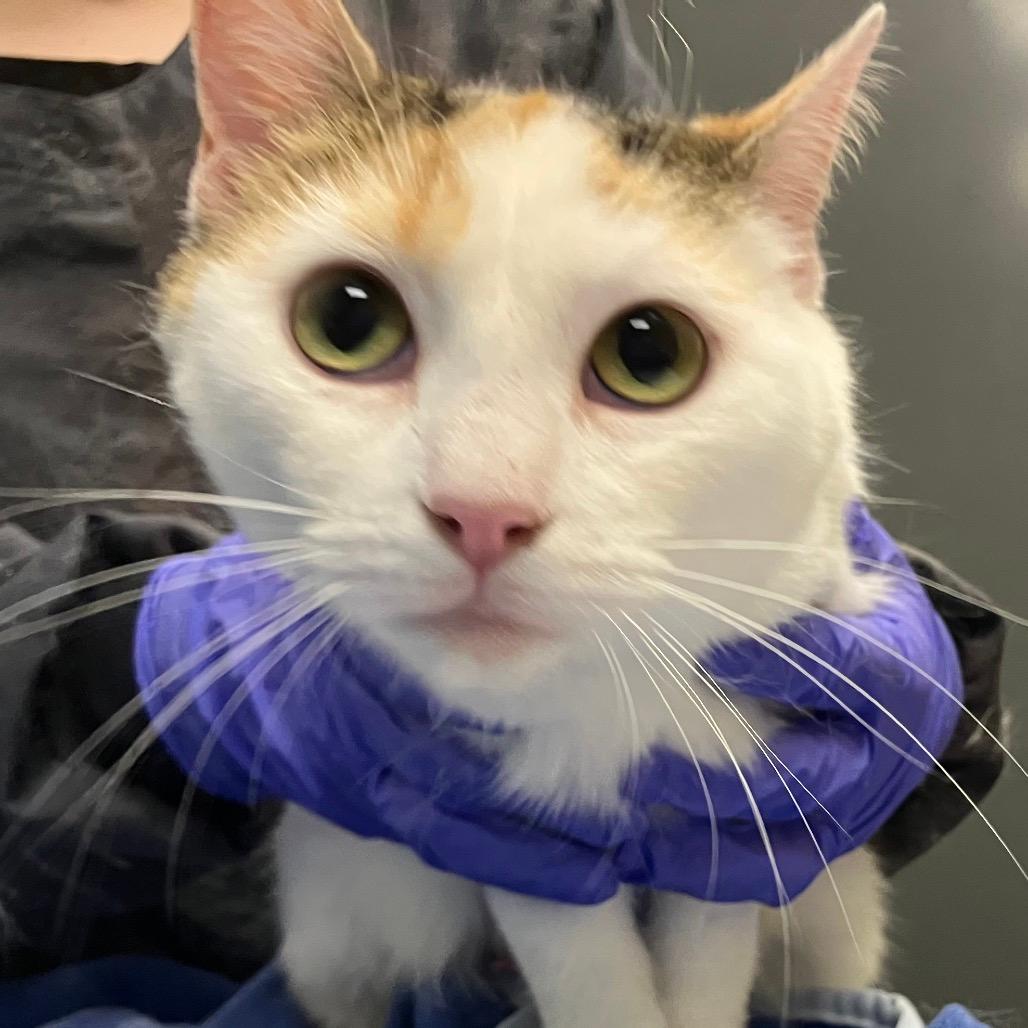 Stray 05/06/26 A64707