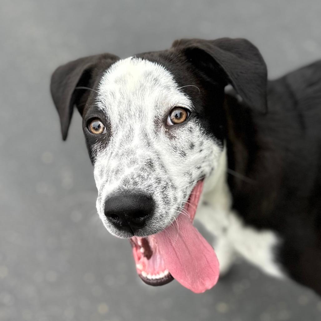 Masa (puppy) - ECAS