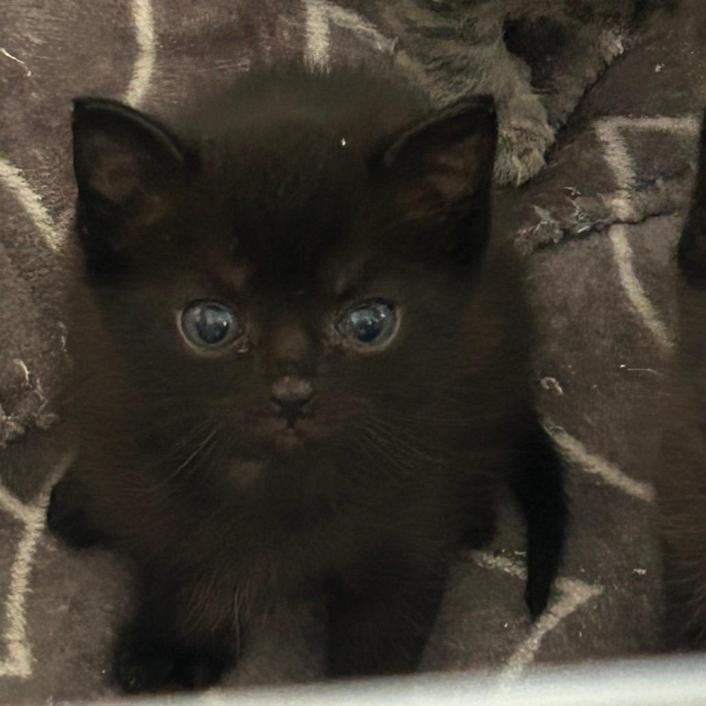 Midnight (Blue)