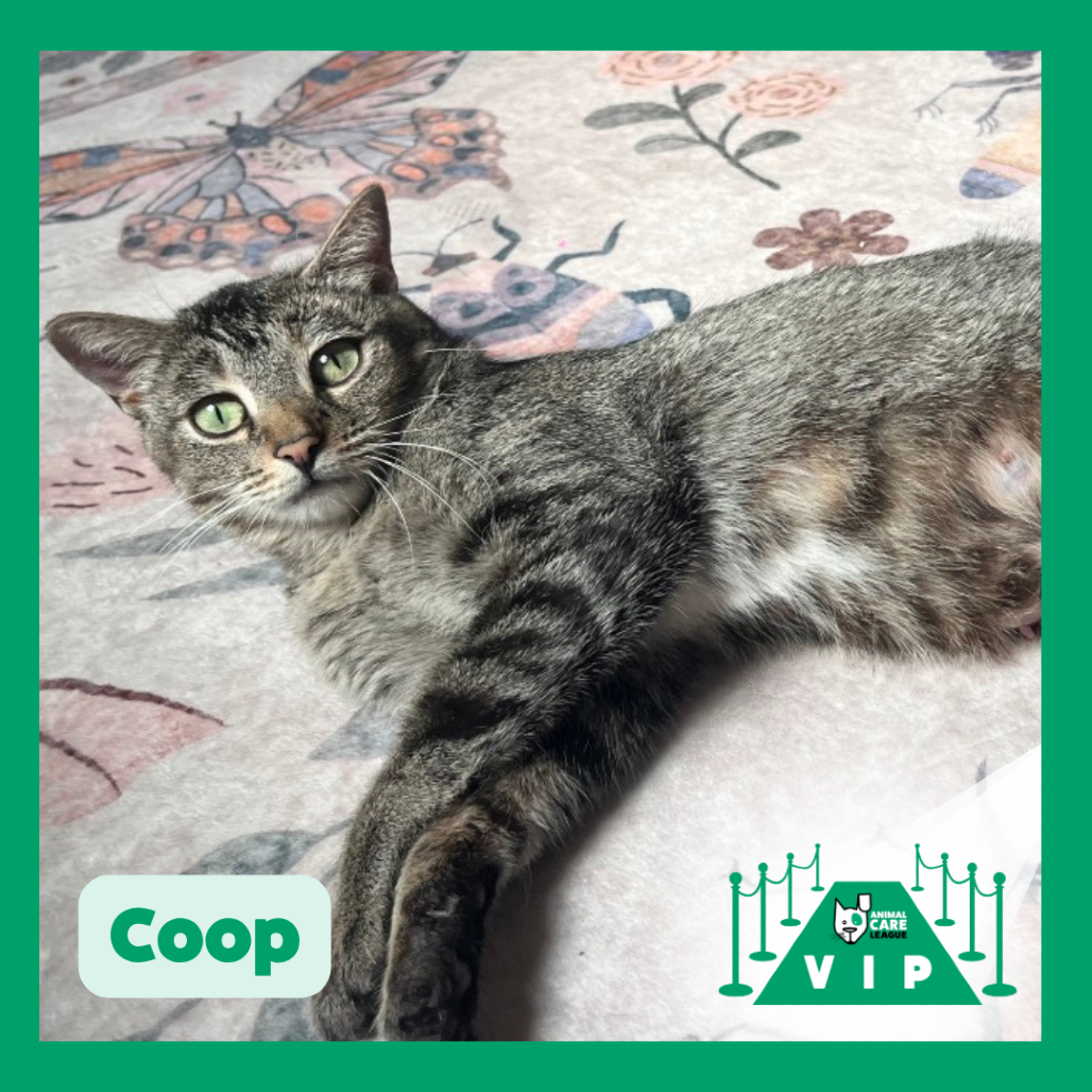 Coop
