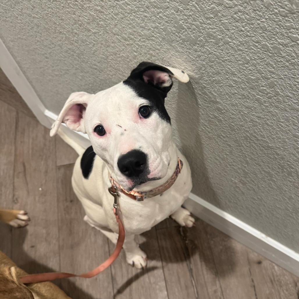 Daisy