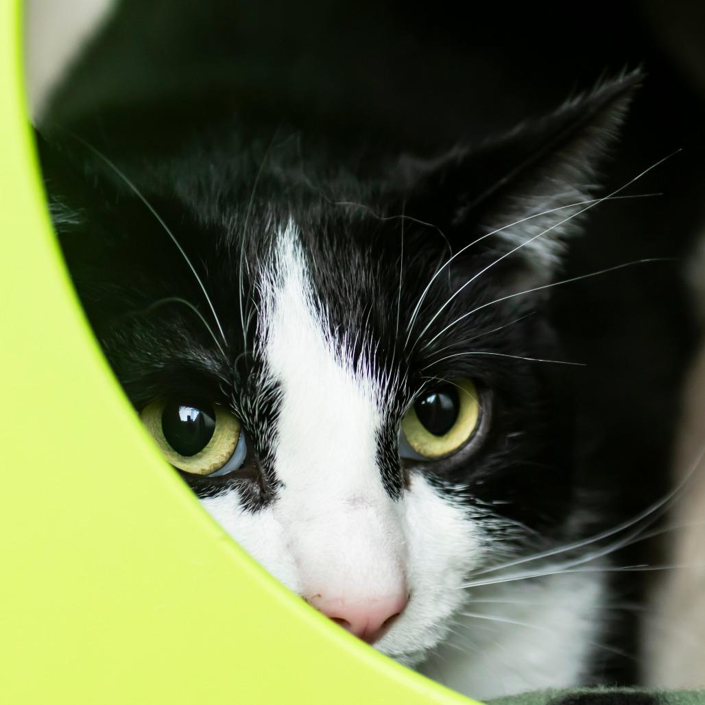 Figaro